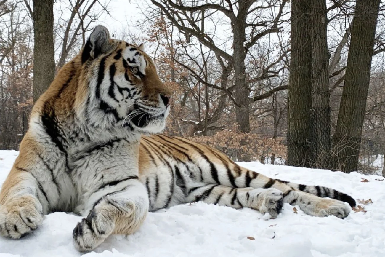 Tygrys Putin z zoo w USA
