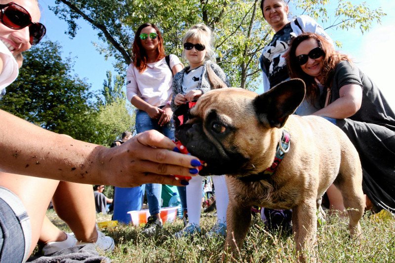 Niektóre psy jedzą tak, jak nie śniło się wielu ludziom.