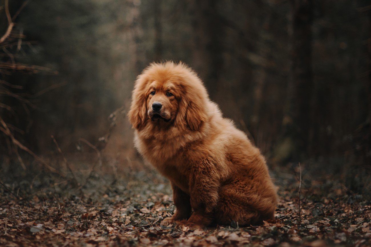 Mastiff tybetański – jedna z najpiękniejszych dużych ras psów
