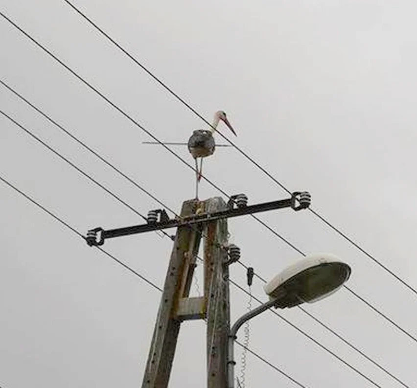 Bocian przebity dzidą Bocian przebity dzidą