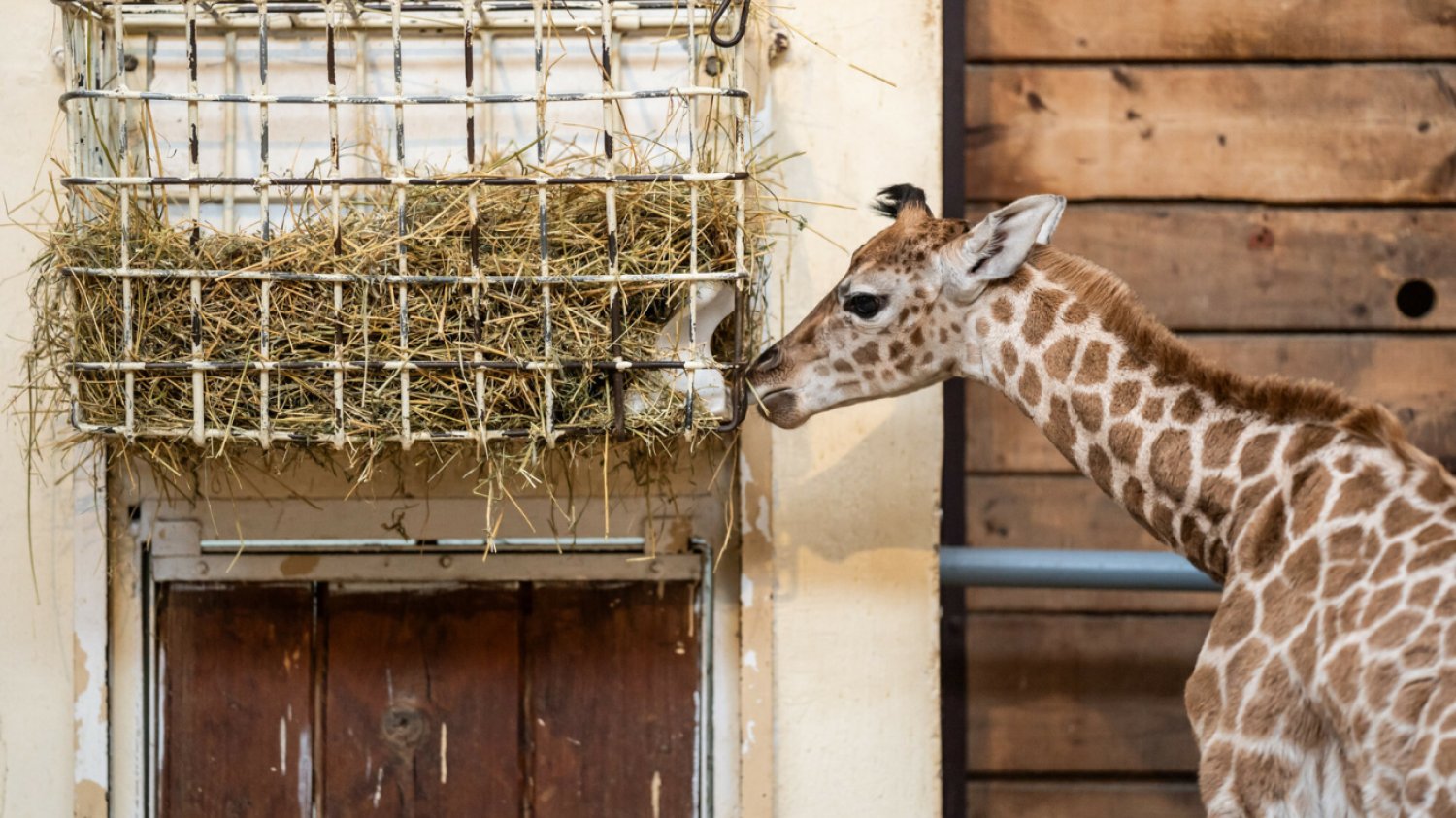 Żyrafa w ZOO w Łodzi Młody żyraf o imieniu Domino w Orientarium łódzkiego ZOO