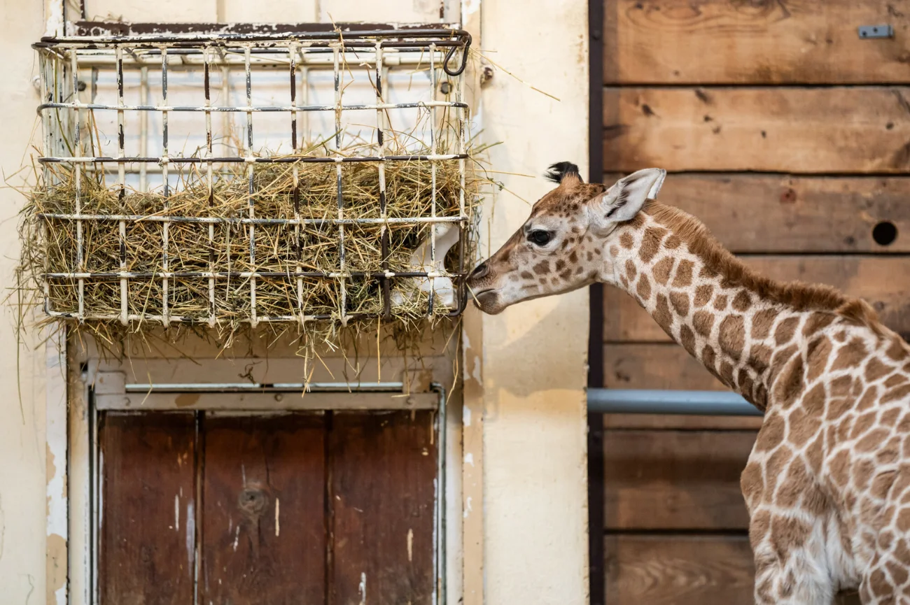 Młody żyraf o imieniu Domino w Orientarium łódzkiego ZOO