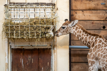 Żyrafa w ZOO w Łodzi Młody żyraf o imieniu Domino w Orientarium łódzkiego ZOO