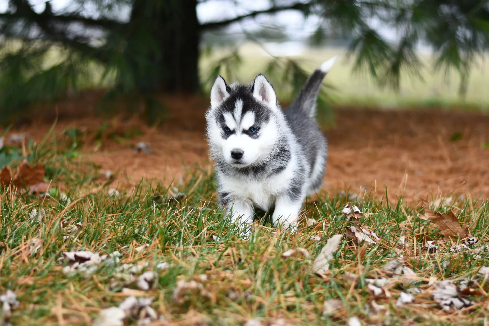 Szczeniak husky Szczeniak husky
