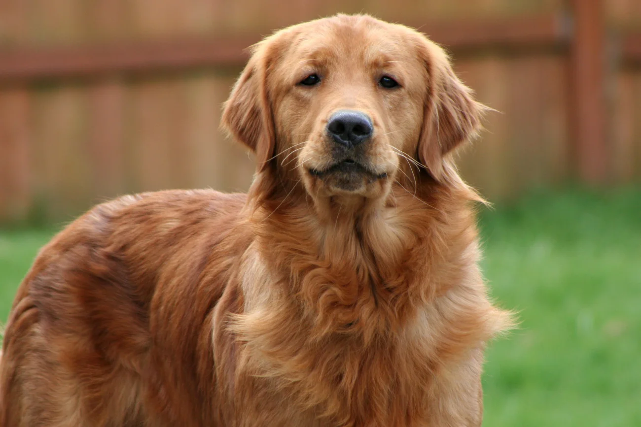 Golden Retriever Golden Retriever w ogrodzie