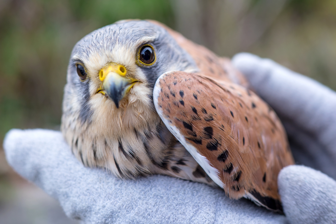 Pomoc dla dzikich zwierząt Ranny dziki ptak