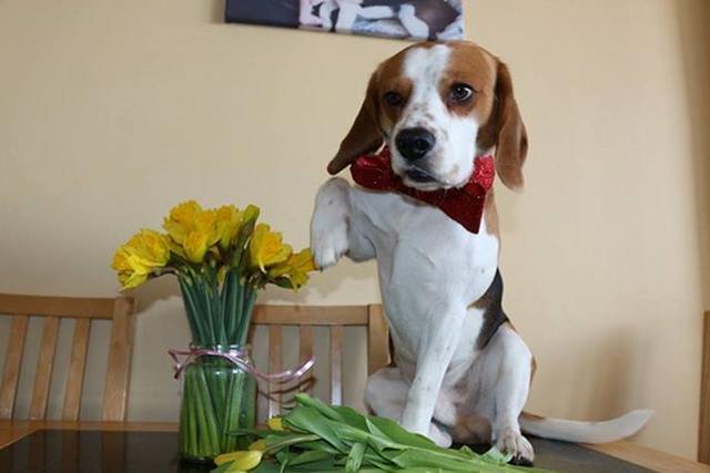 Pies Charlie beagle