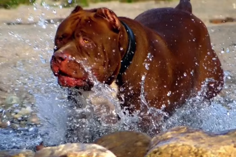 Hulk jest prawdopodobnie największym żyjącym pitbullem. A niewykluczone, że jeszcze urośnie.