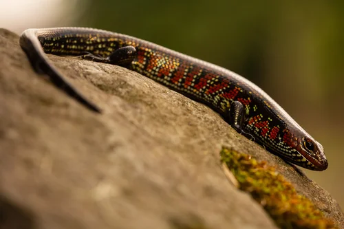 Scynk ognisty (Mochlus fernandi)