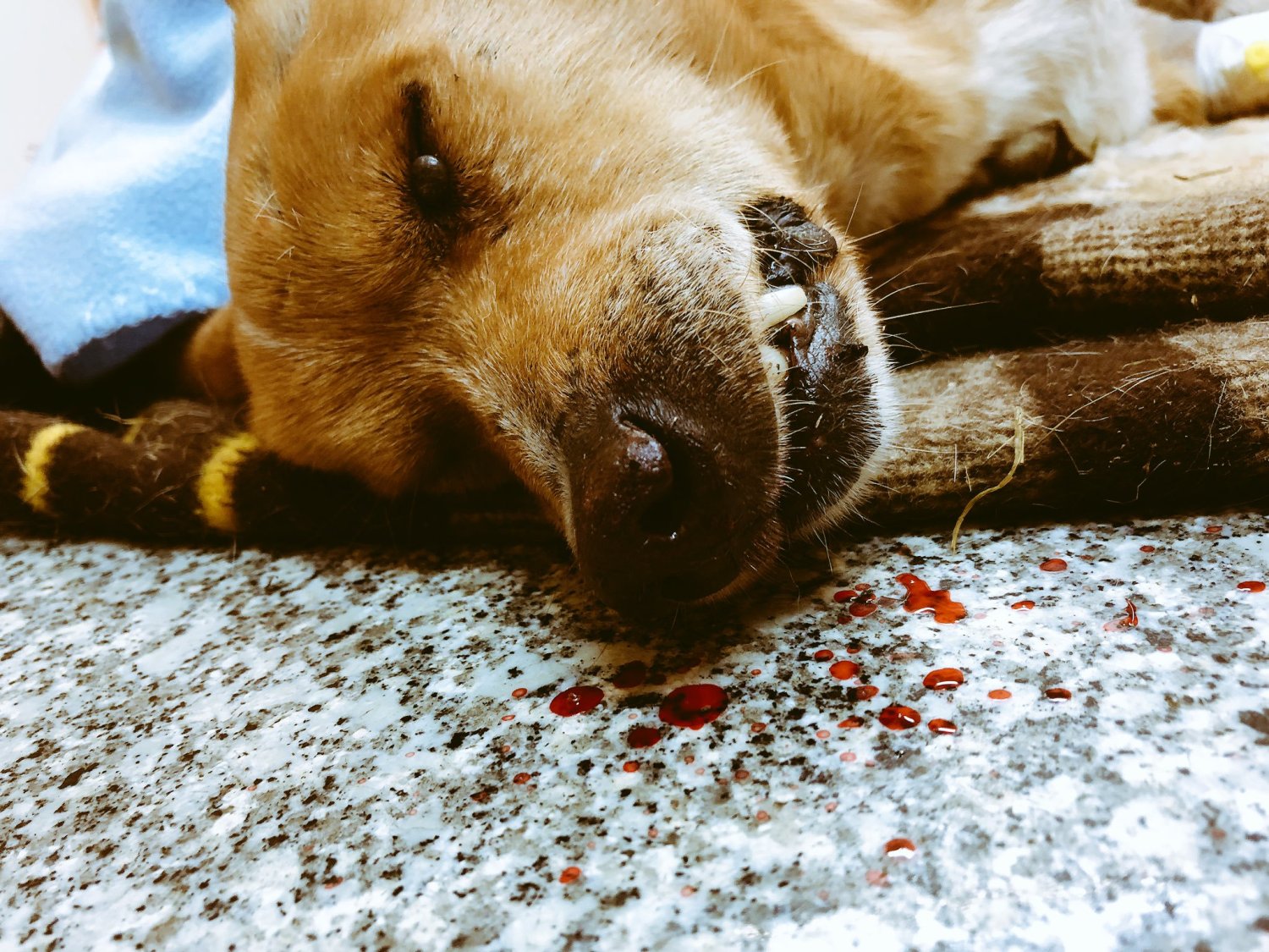 Tego psa nie udało się uratować. Potrącony przez samochód, przez kilka godzin umierał w rowie mimo zawiadomienia policji.