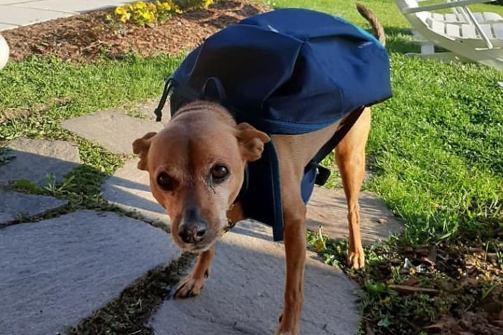 Luigi, pinczer z miejscowości Feltre w Wenecji Euganejskiej we Włoszech, pomagał roznosić jedzenie, leki i gazety w czasie lockdownu. Za swoje zasługi został odznaczony medalem