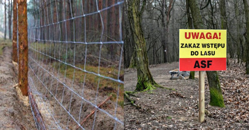 ASF – stukilometrowy płot stanie od połowy września na granicy Podkarpacia