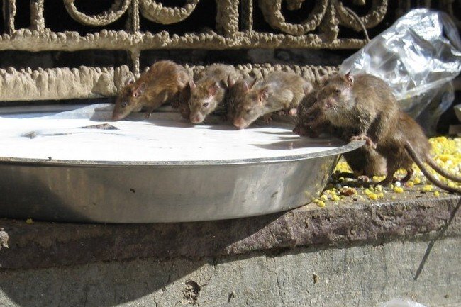 Plaga szczurów opanowuje kolejne polskie miasta. To ustawa śmieciowa przyczyniła się do tego, że gryzonie czują się w zaśmieconych aglomeracjach coraz lepiej?