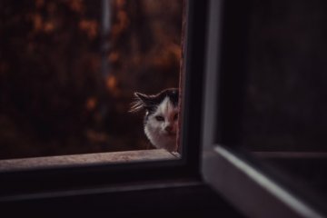 Nocne życie kotów jest pełne tajemnic
