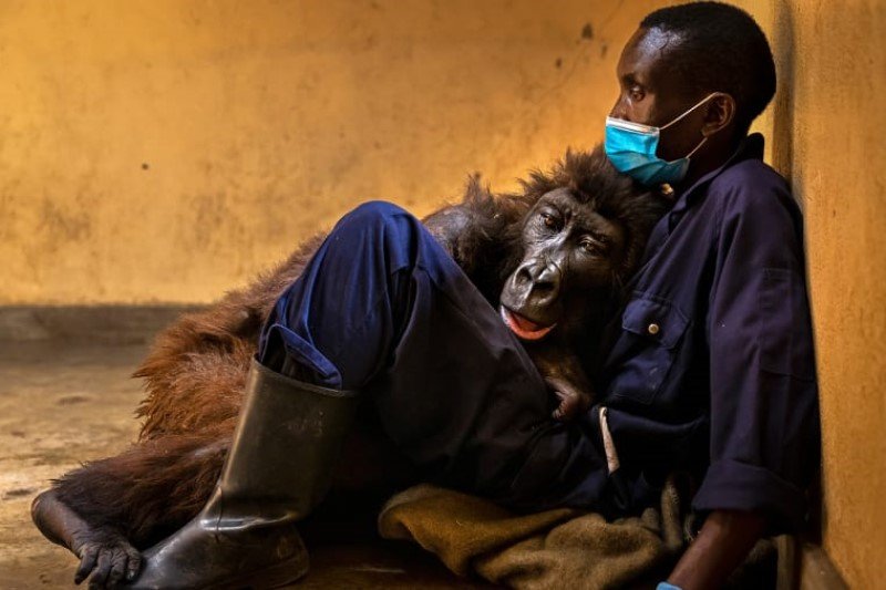 "Ndakasi's passing", Brent Stirton, South Africa