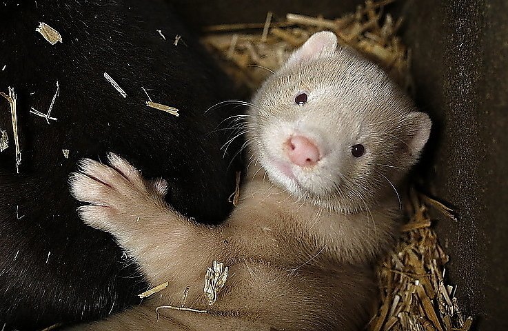 Naukowcy z Gdańska potwierdzili pierwszy przypadek koronawirusa u norek z polskich ferm hodowlanych. Norki zakażone koronawirusem w Polsce. Naukowcy opisali pierwszy przypadek