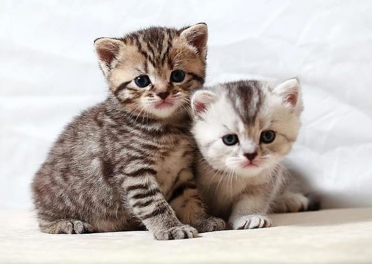 Wyniki badań naukowych wskazują, że wielbicieli kotów można podzielić aż na 5 różnych typów. Którym z nich jesteś? 5 typów kociarzy. Naukowcy dokonali nowego podziału wielbicieli kotów