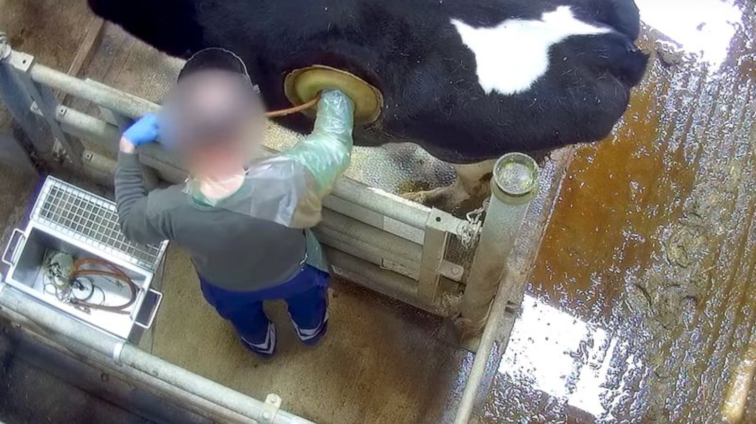 Proces pokazany na nagraniach z ukrytej kamery nazywa się fistulizacją.