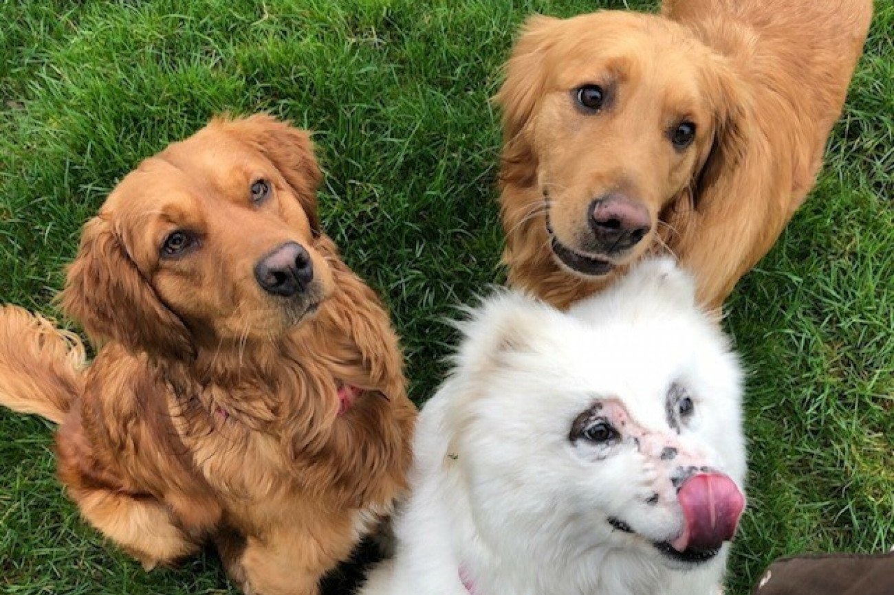 Chipowanie psa jest istotne jeśli chcemy zadbać o bezpieczeństwo naszego czworonoga.