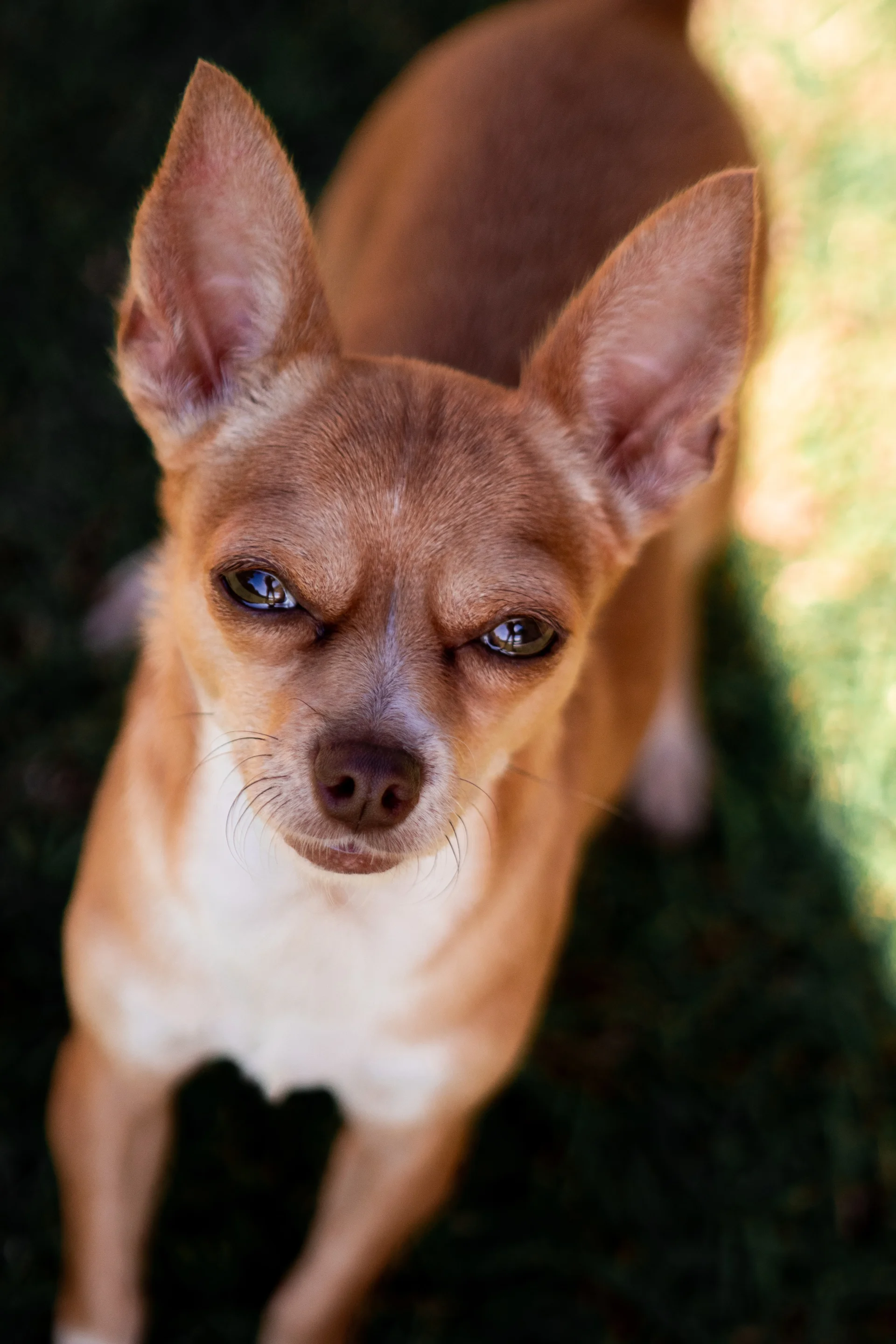 Chihuahua