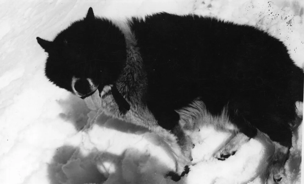 Argentine Polar Dog Argentine Polar Dog