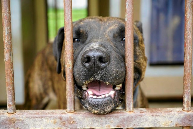 12-latka  chce zarabiać pieniądze, żeby móc pomagać zwierzętom w schronisku.