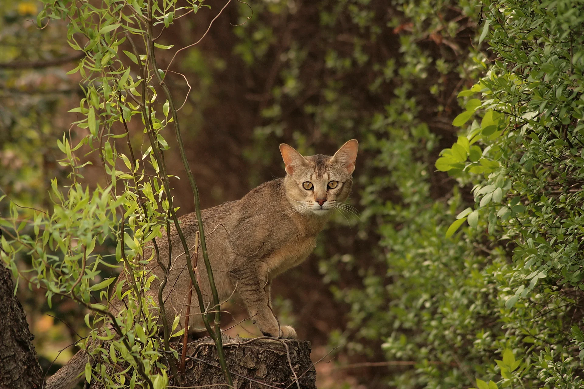 Chausie