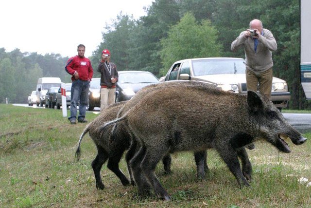 Dziki to nie tylko w Polsce gorący temat. W Szwecji właśnie odstrzelono dzika wyjątkowo silnie napromieniowanego.