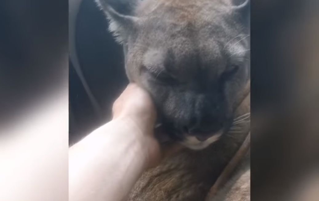 Właściciel Pumy opublikował w internecie nagranie.