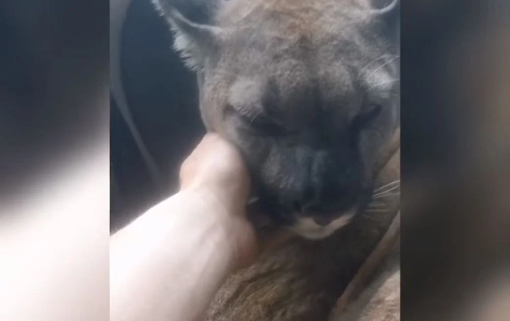 Właściciel Pumy opublikował w internecie nagranie.