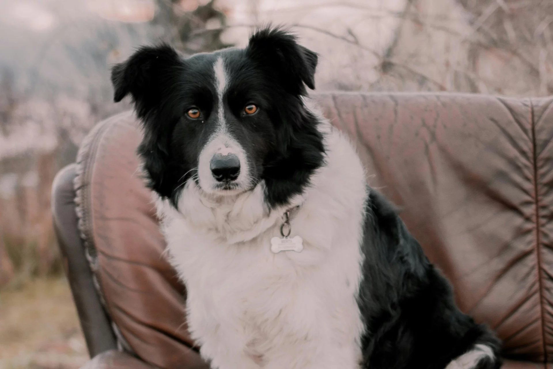 Biało czarny pies rady Border Collie siedzi na starej kanapie na podwórku