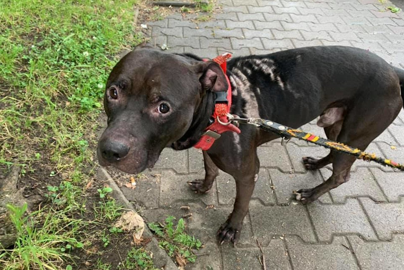 Ekostraż uratowała amstaffa Diego.