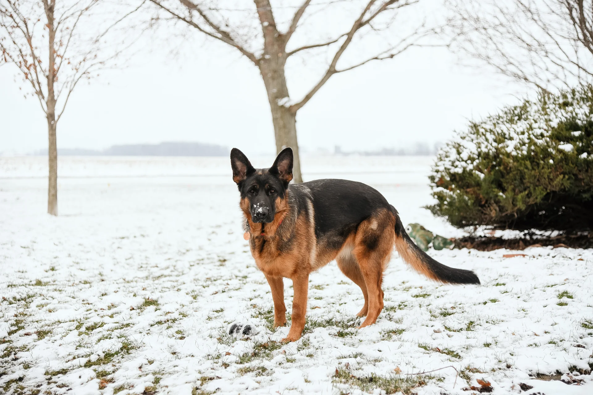 Owczarek niemiecki Owczarek niemiecki