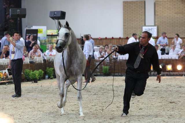 Rok 2011. Klacz Palabra ze stadniny koni arabskich w Janowie Podlaskim podczas aukcji Pride of Poland (sprzedana za 400 tysięcy euro).