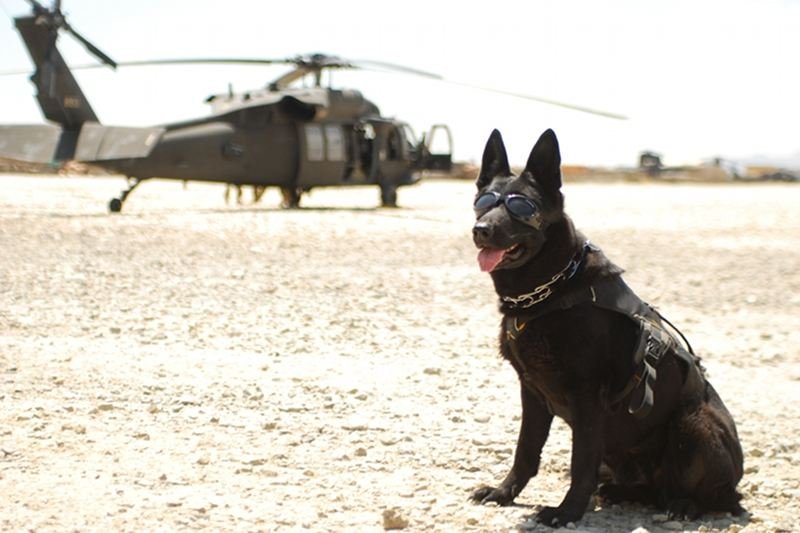W polskim kontyngencie w Afganistanie obok żołnierzy służą też psy.
