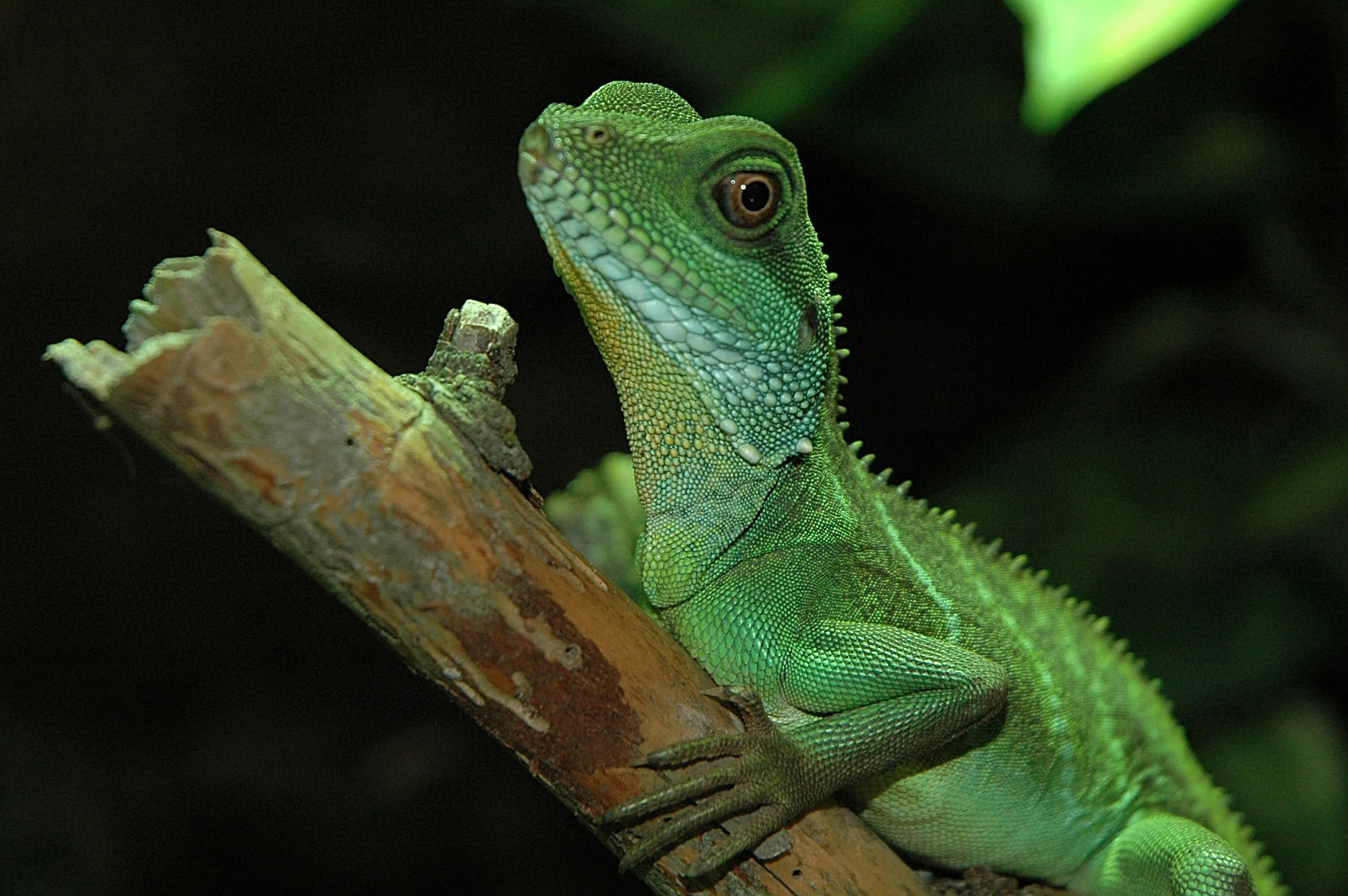 Agama błotna (Physignathus cocincinus)