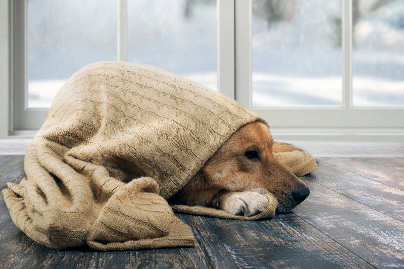 Przeziębienia u psa nie wolno ignorować