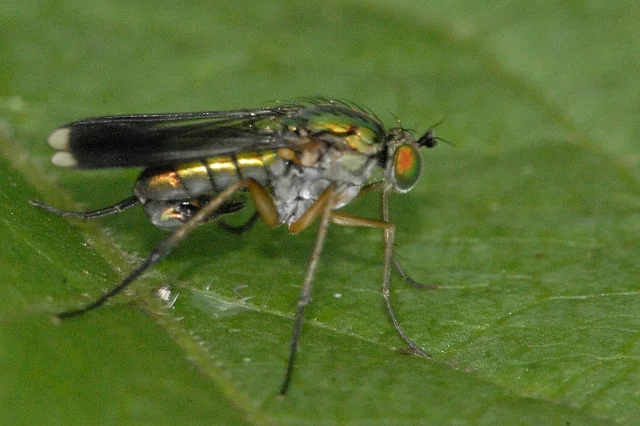 Mucha z rodzaju Poecilobothrus Mucha z rodzaju Poecilobothrus