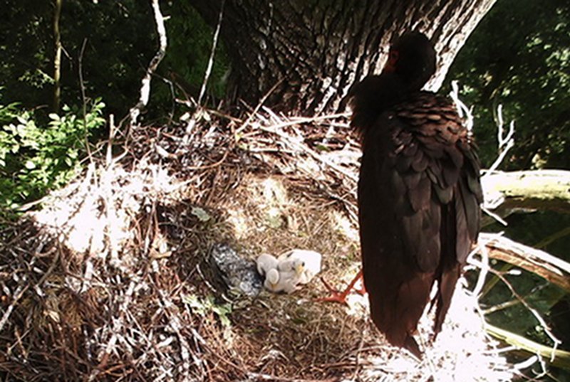 Chwile przed tragedią. Bociani rodzice nie byli w stanie ochronić piskląt.