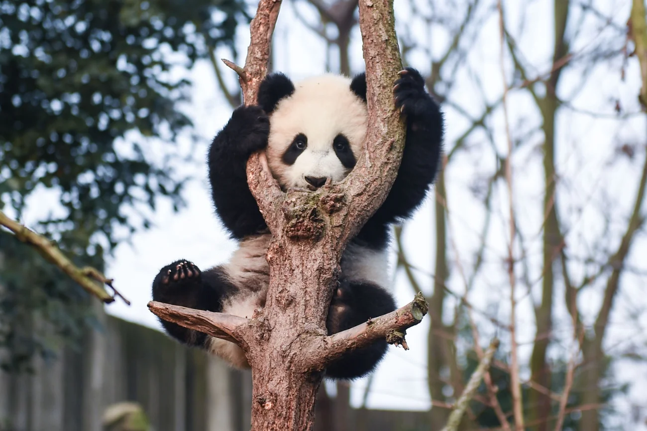 Mała panda na drzewie