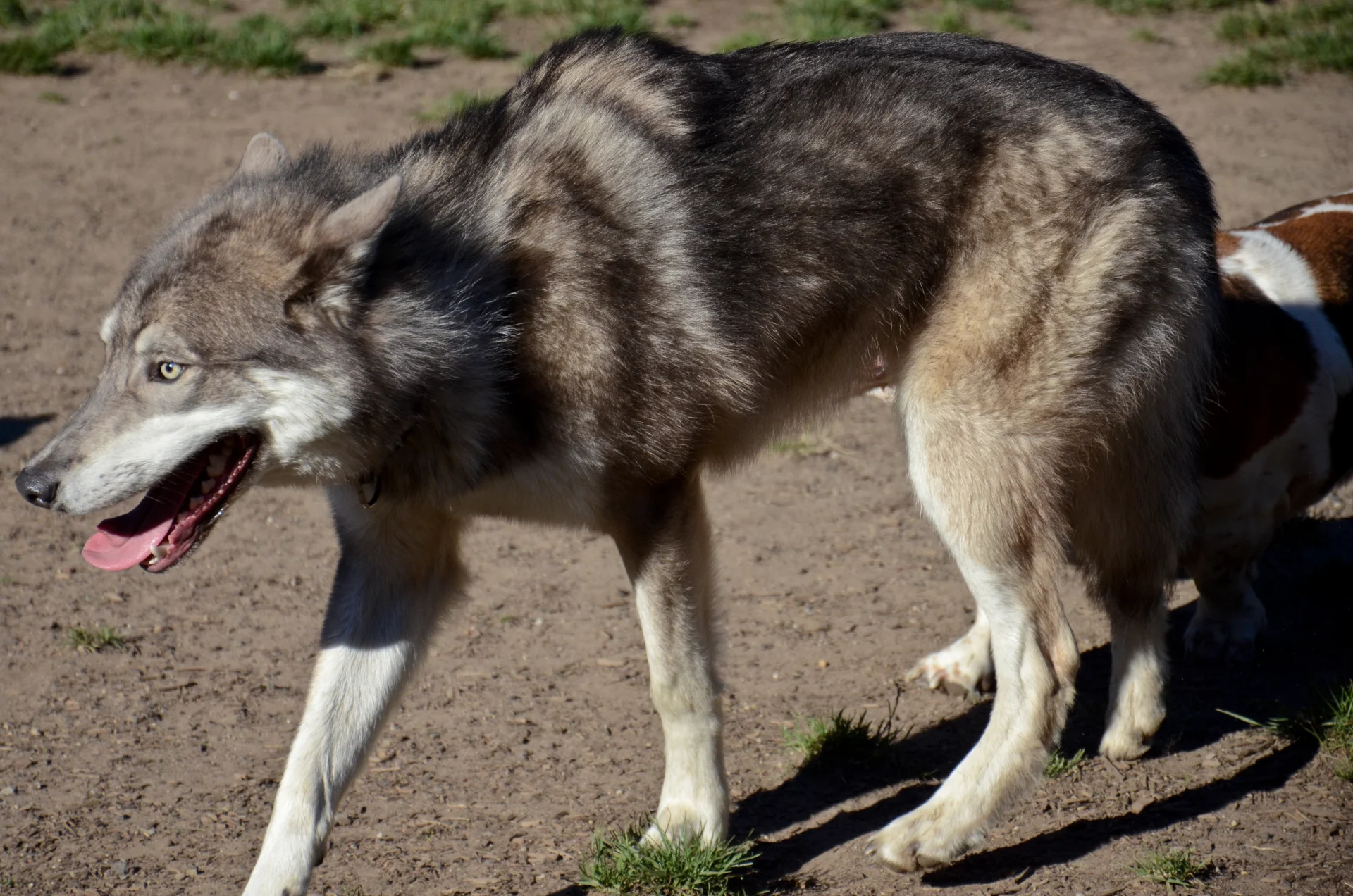 Tamaskan Tamaskan