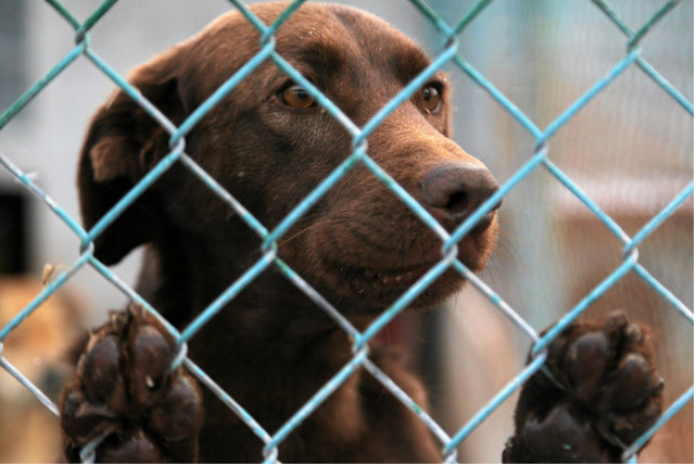 Rzadko się zdarza, by psy odnalazły się po tylu latach