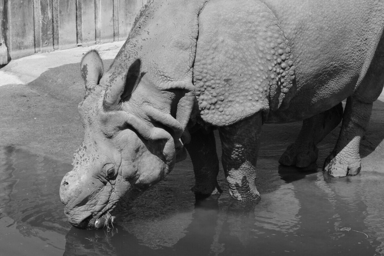 Nosorożec indyjski w Warszawskim ZOO