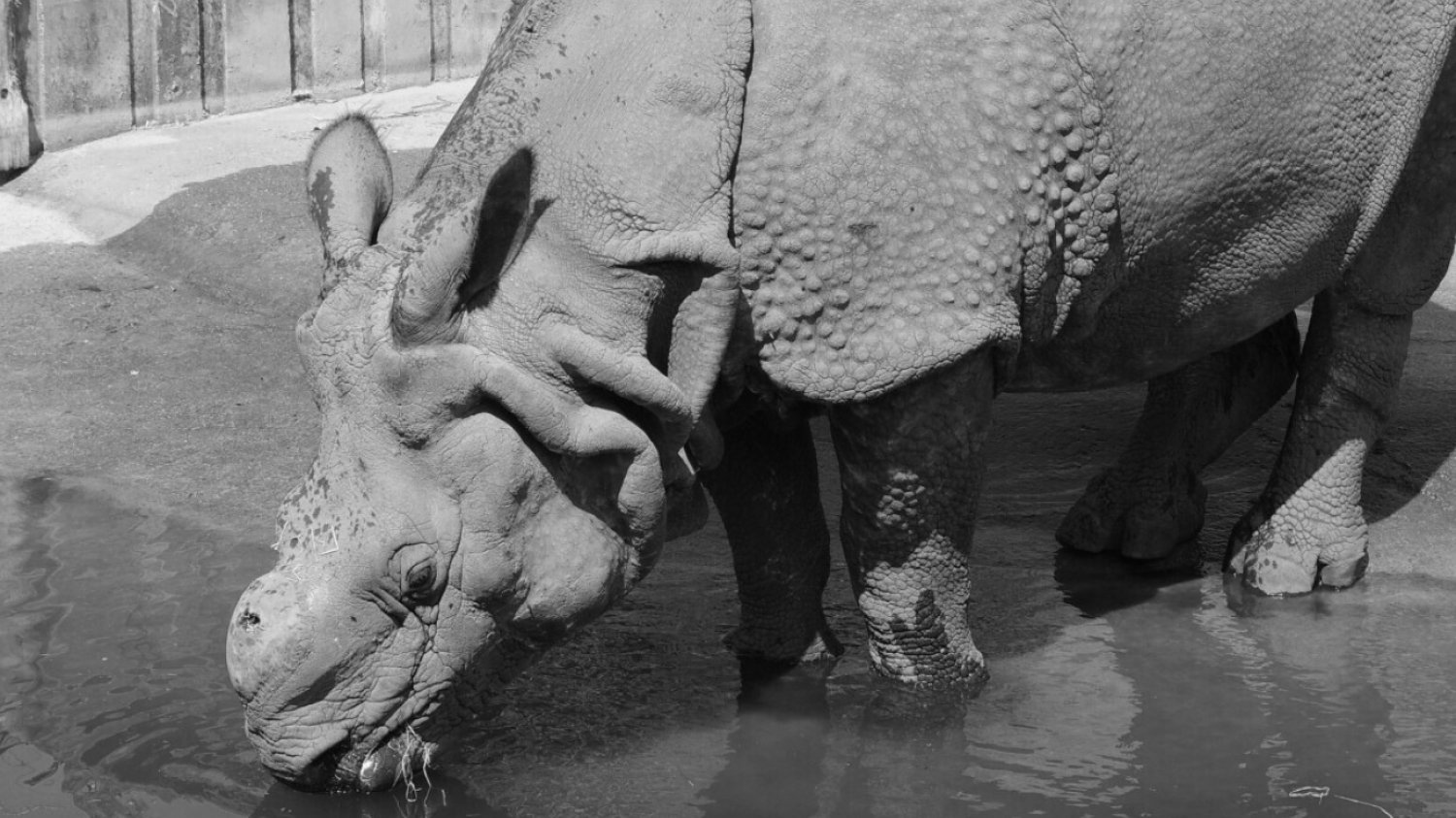 Nosorożec indyjski w Warszawskim ZOO