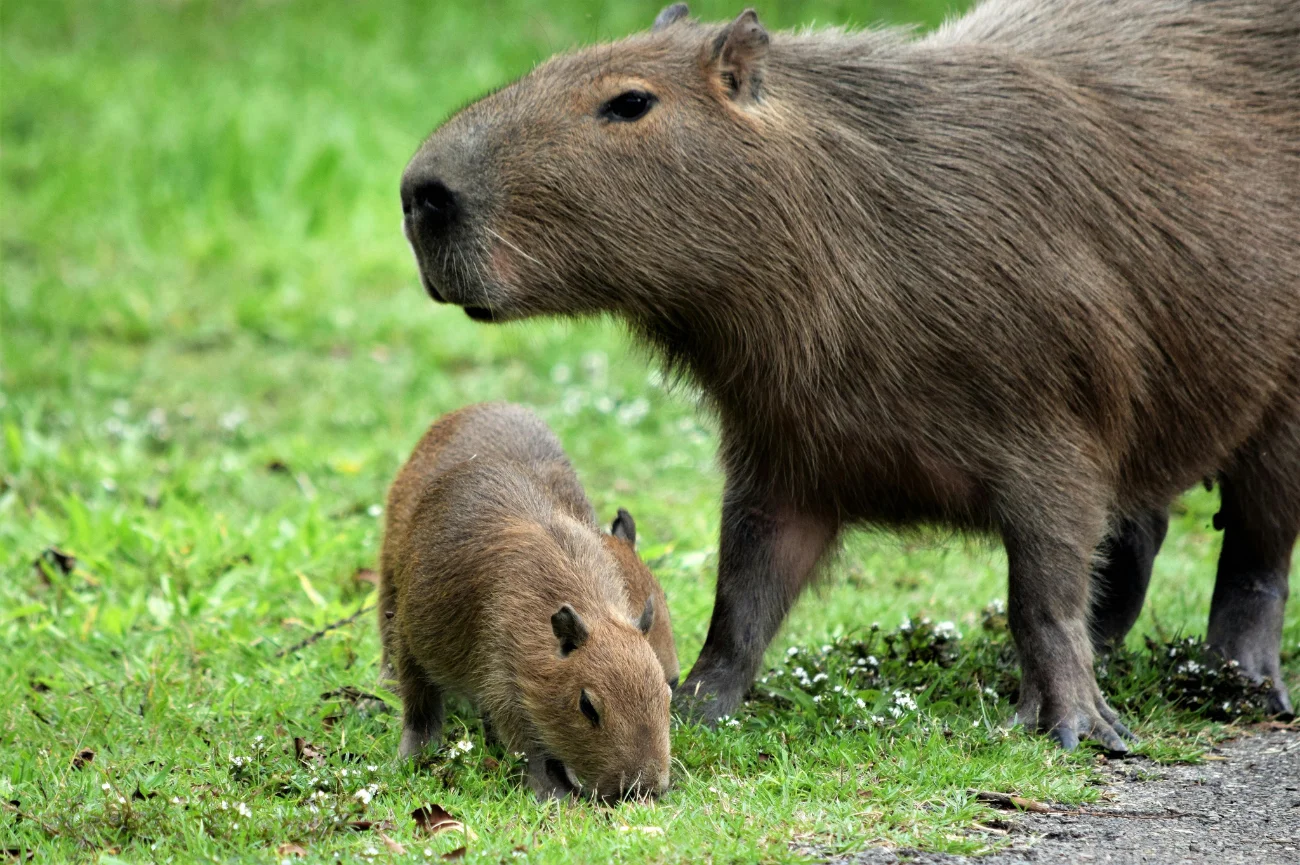 Kapibara z młodym na trawie