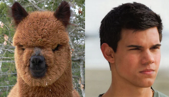 "Czym różni się Taylor Lautner od alpaki?" – jeden z popularnych memów z alpaką w roli głównej.