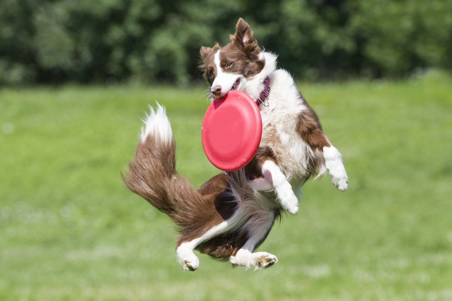 Pies skacze z frisbee