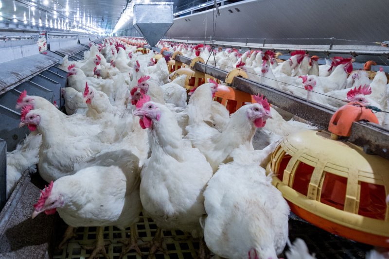 W ostatnich dniach przypadki wirusa ptasiej grypy odkryto m.in. w Sopocie, Gdyni i Warszawie.