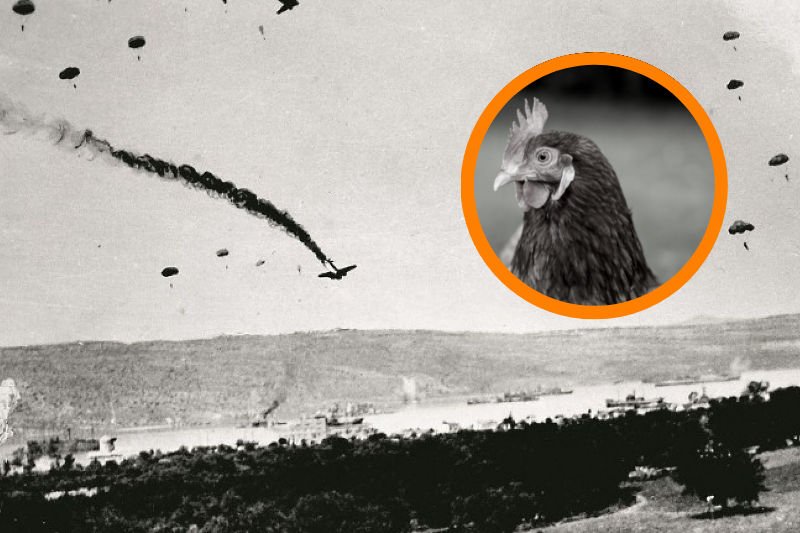 Myrtle – kura, która umiała latać