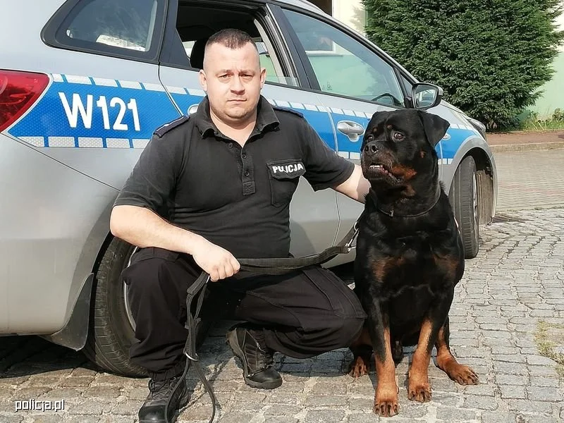 Rottweiler w polskiej policji Rottweiler w polskiej policji